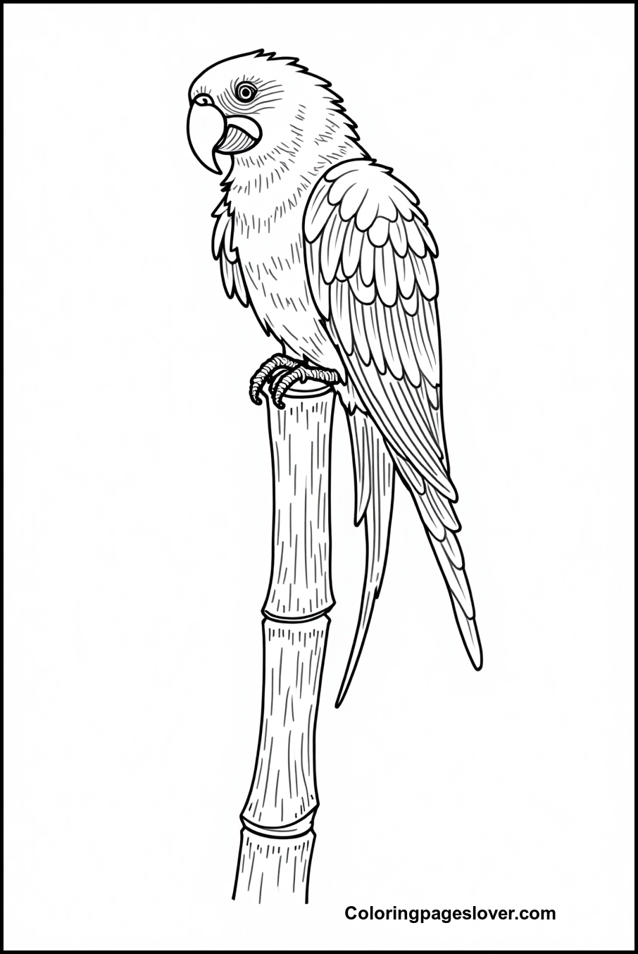 Parrot Coloring Pages 